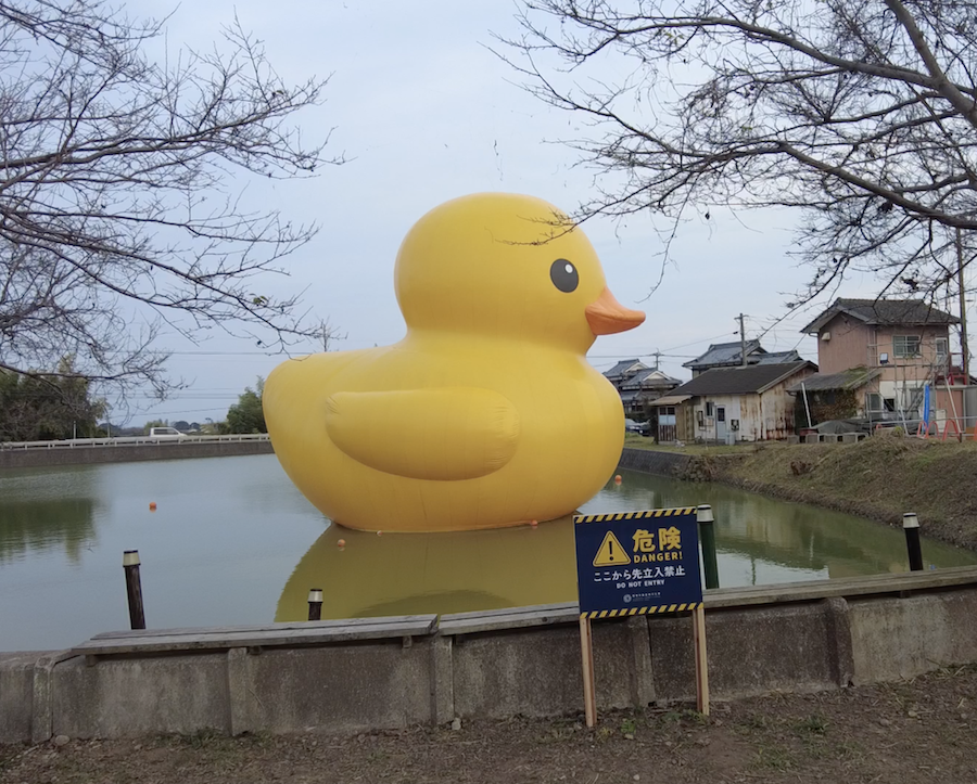 ラバーダックの横顔